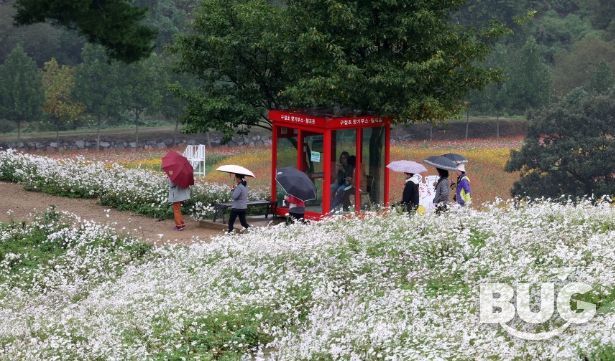 정읍 구절초 꽃축제, 13일간의 대장정 돌입…오늘부터 26일까지