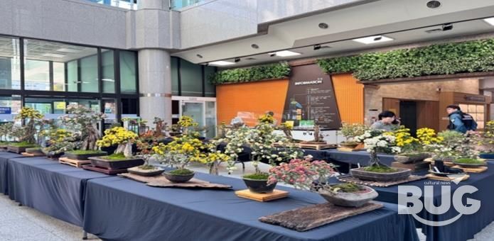 2024년 금정구청 1층 구민홀에서 개최된 국화분재 전시회