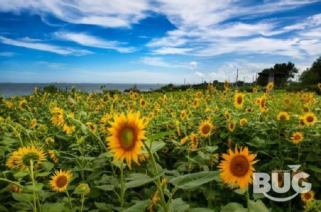 금상_슬도해바라기(권익태)