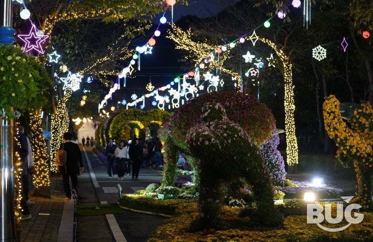 해남미남축제 즐길거리 (국화향연)