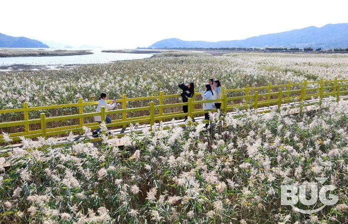제10회 강진만 춤추는 갈대축제가 열린 가운데 강진만 갈대밭을 찾은 관광객들이 가을의 정취를 맘껏 느끼고 있다.