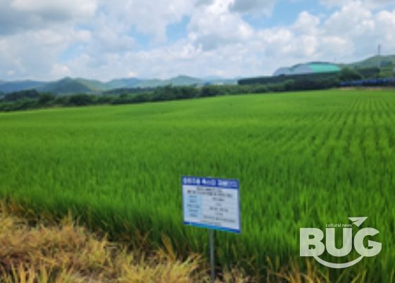 강원도 홍천의 ‘주향미’ 재배단지 전경