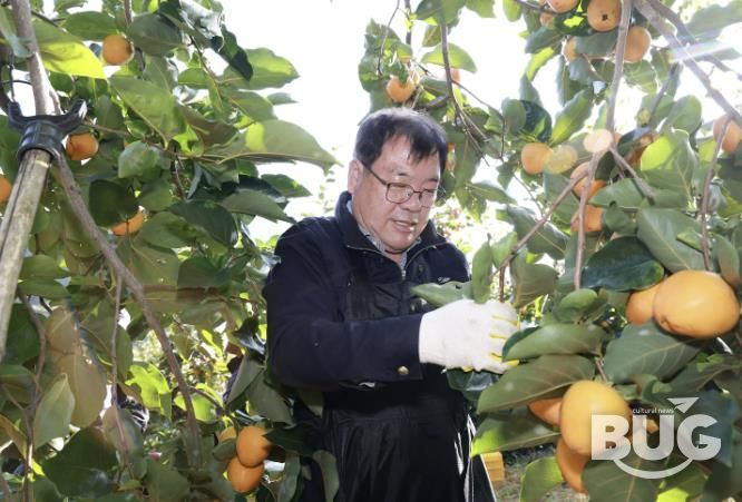 산청군, 농촌 일손 돕기 '구슬땀'
