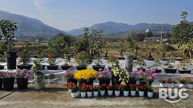 충주시 관산마을 국화전시회 개최(진열된 국화 사진)