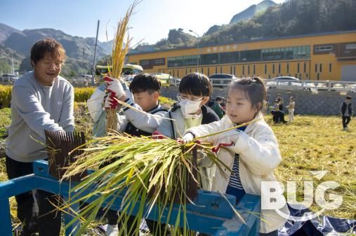 울릉군, 전통 벼 수확 체험행사 성공적으로 마쳐