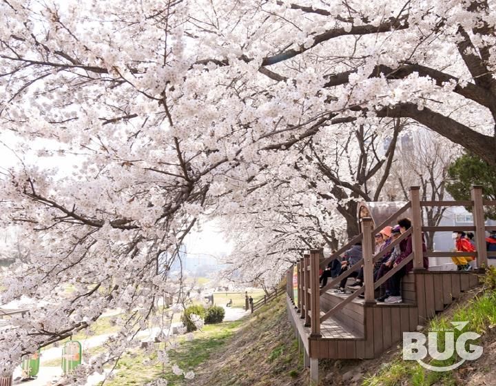중랑천변 벚꽃길