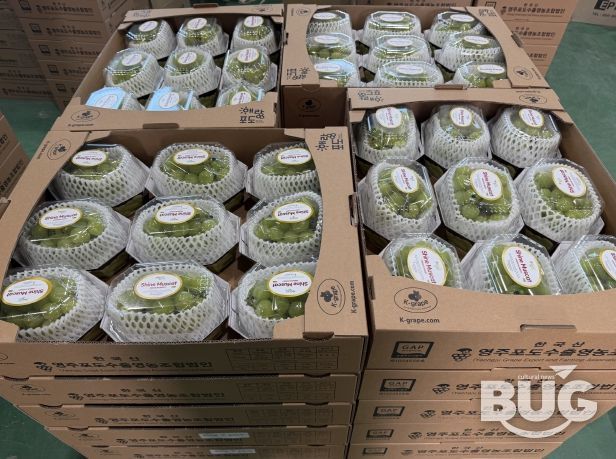 대만으로 수출되는 영주산 샤인머스캣